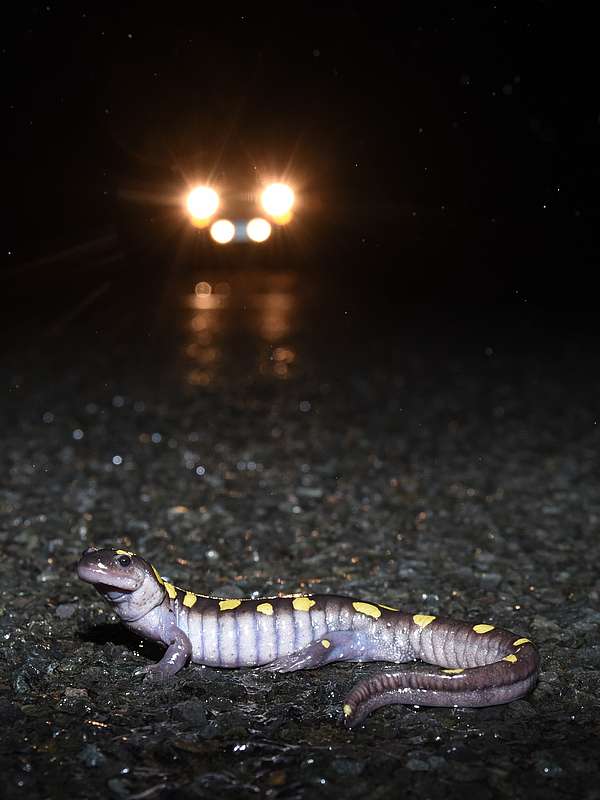 At night, a spotted salamander crosses the road, car headlines shining in the background.