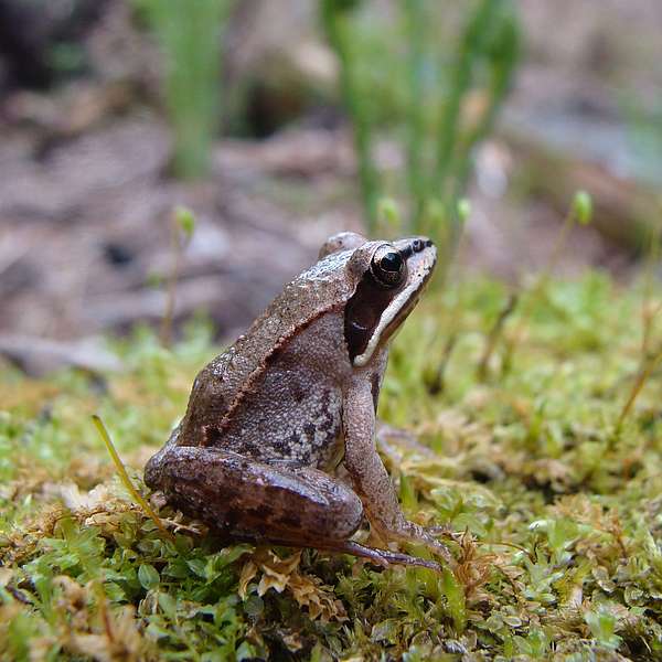 Wood frog sitting on moss in the woods. 