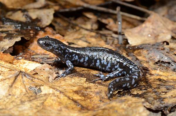 A blue spotted salamander on the forest floor. 