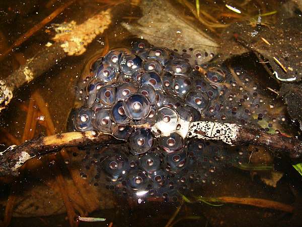 A wood frog egg mass, containing about 200 individual eggs, attached to a stick and submerged in a vernal pool. 