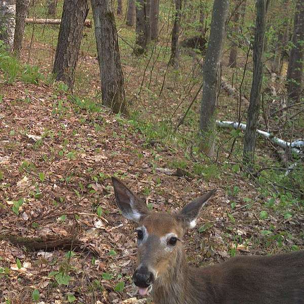 A game camera photo shows an antlerless white-tailed deer sticking its tongue out. 