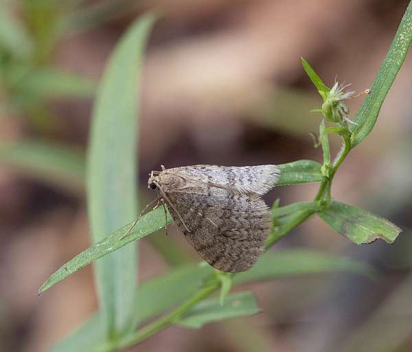 A Bruce Spanworm moth sits on the leaf of a small green plant.