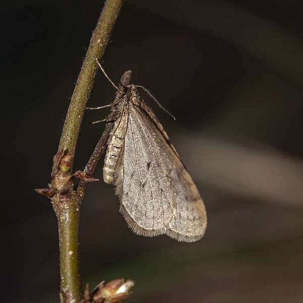 A Bruce Spanworm moth holds on to a small twig with buds.