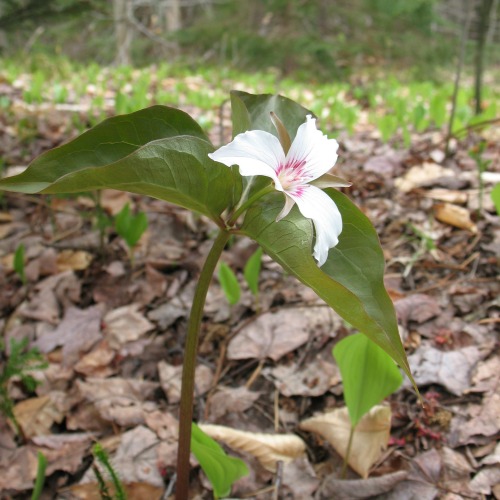 A Painted Trillium wildflower, with white flowers with red streaks.