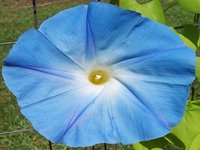 Morning Glory