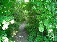 Wiessner Woods, 2003
