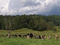 Mayo Farm, 2004