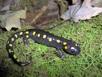 Yellow Spotted Salamander