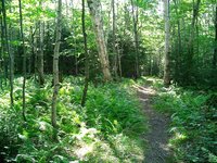 Page Forest, 2003