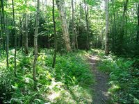 Page Forest, 2003