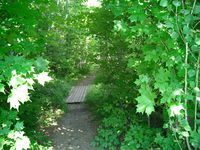 Wiessner Woods, 2003