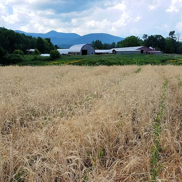 Valcour Farm in Morristown Conserved