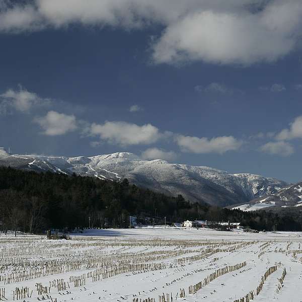 A snowy field of chopped corn stalks at Bouchard Farm, with a snowy Mount Mansfield in the background. 