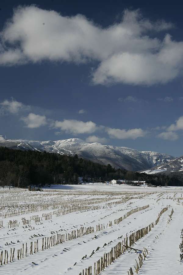 A snowy field of chopped corn stalks at Bouchard Farm, with a snowy Mount Mansfield in the background. 