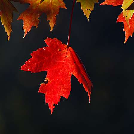 Link to Canadian Friends page