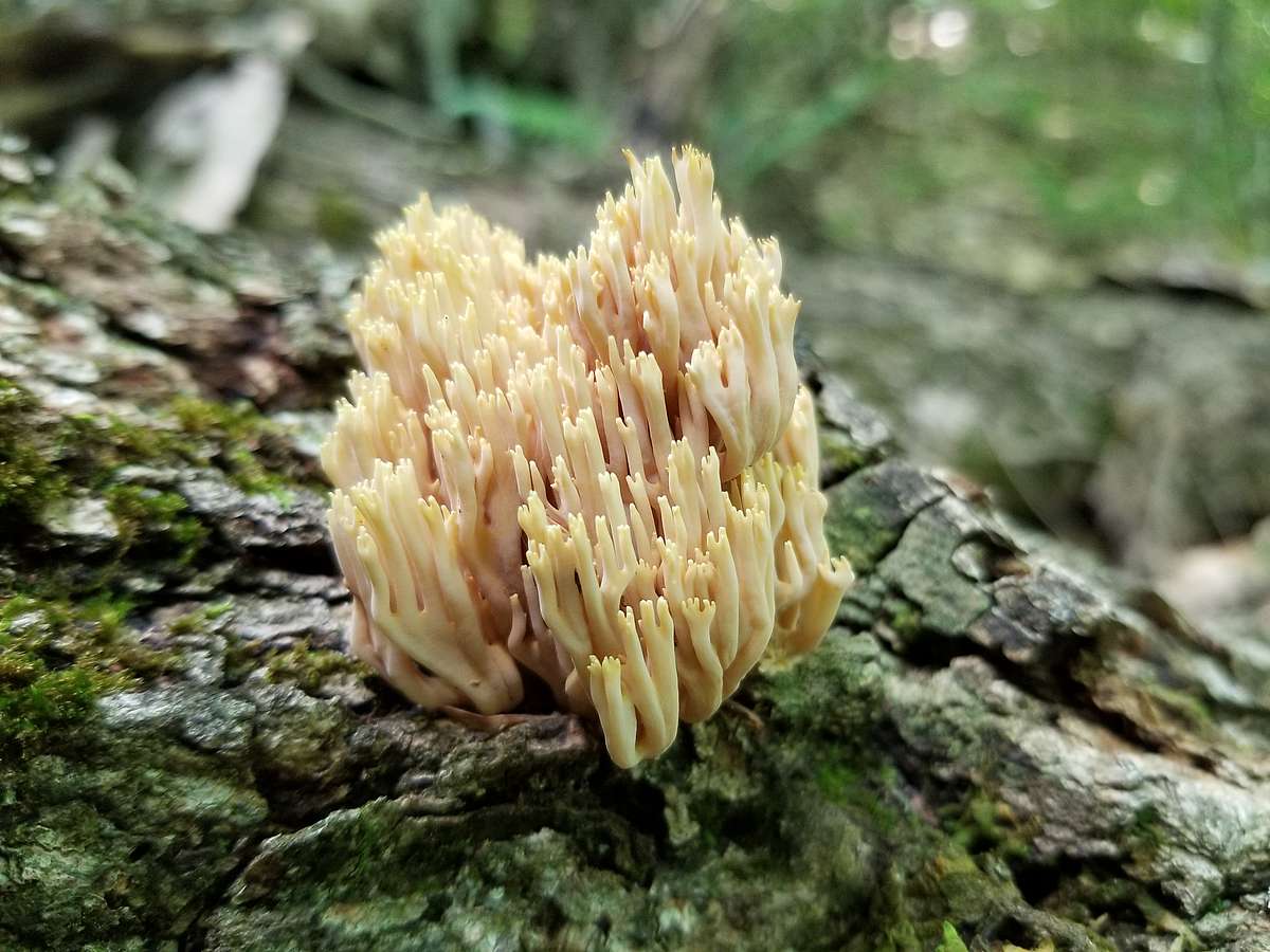 Fantastic fungi hot sale