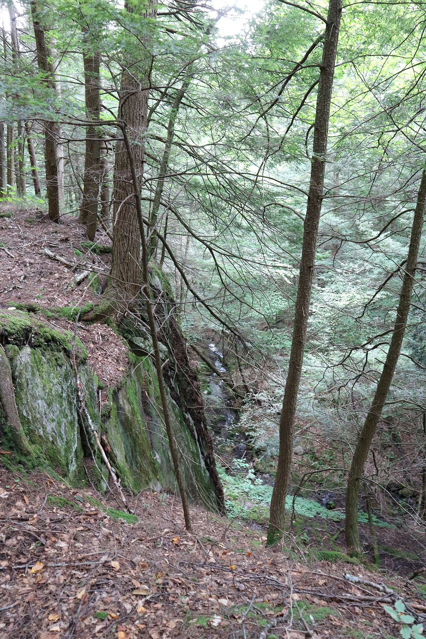 A steep, wooded cliffside