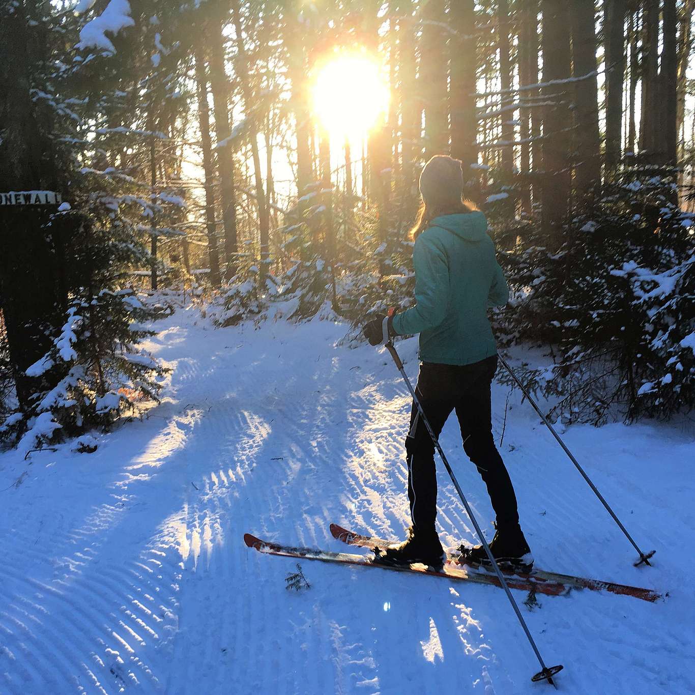 A nordic skier looks toward the sun that is low behind the tree line. 