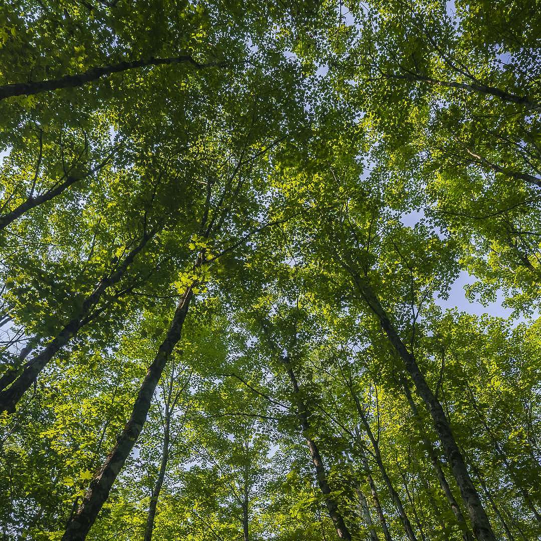 Forest Management in Practice: A Guided Walk with a Professional Forester