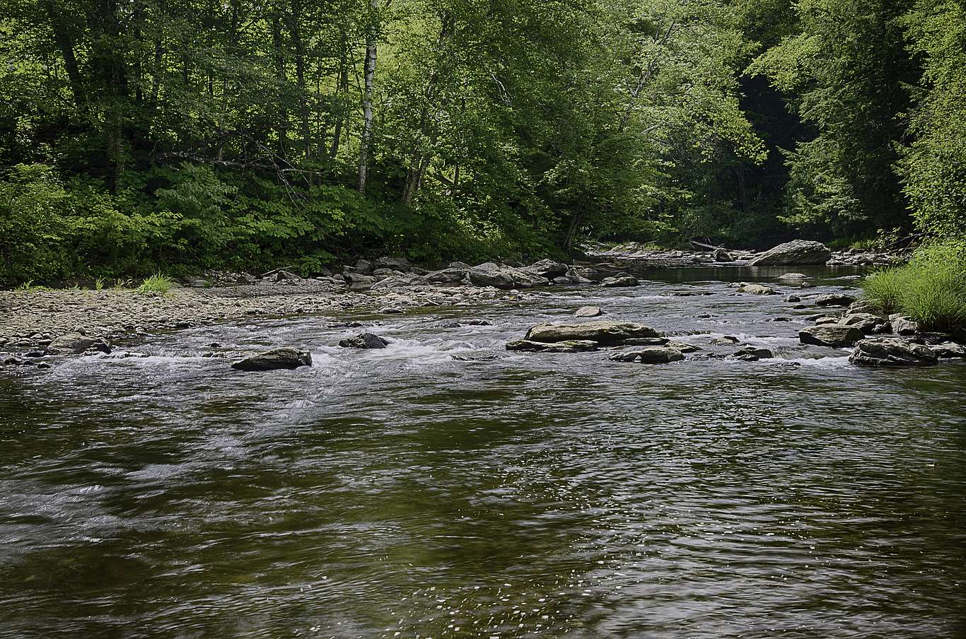 A river running through dense forest