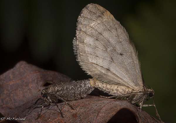 A wingless female and male Bruce Spanworm moth mating.