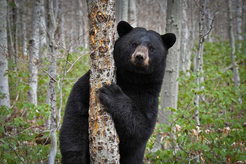 Vermont's Wildlife in a Changing Climate Stowe Land Trust