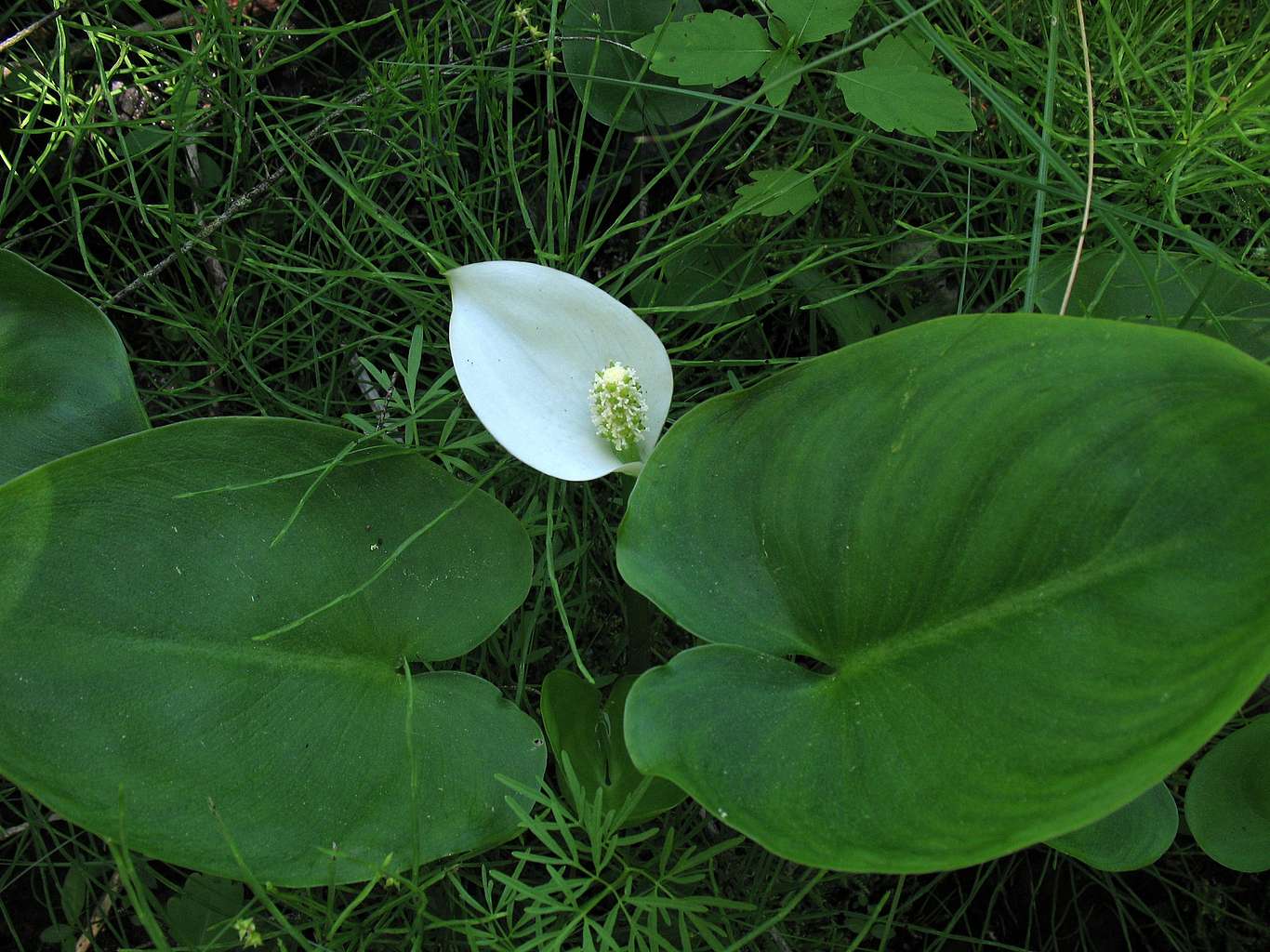 A small lily