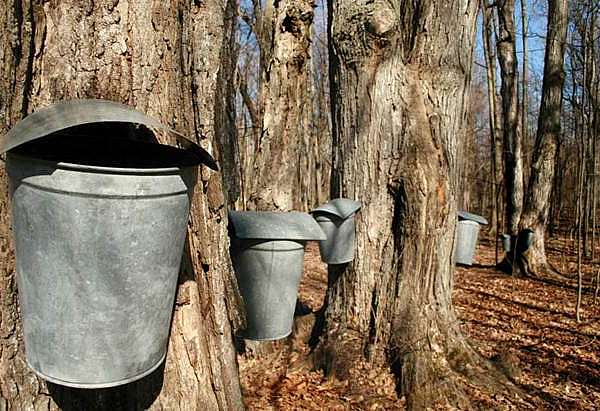 Can We Bring Maple Sugaring Back to Kirchner Woods?