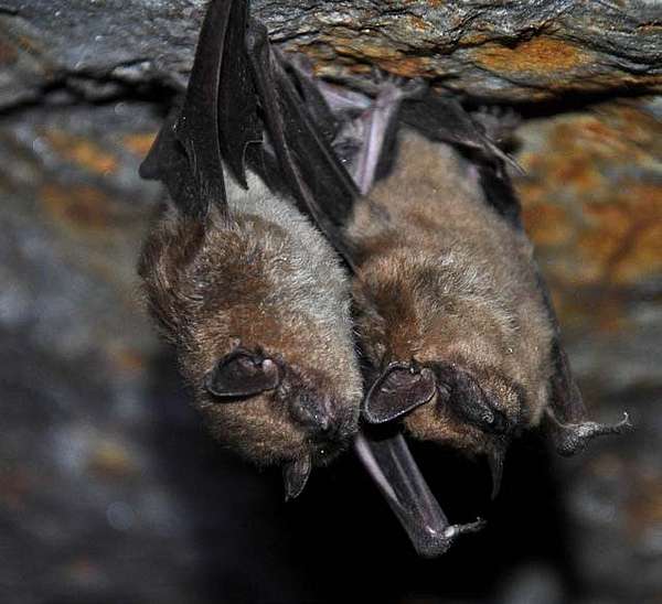 Two big brown bats hang in a Vermont mist cave.