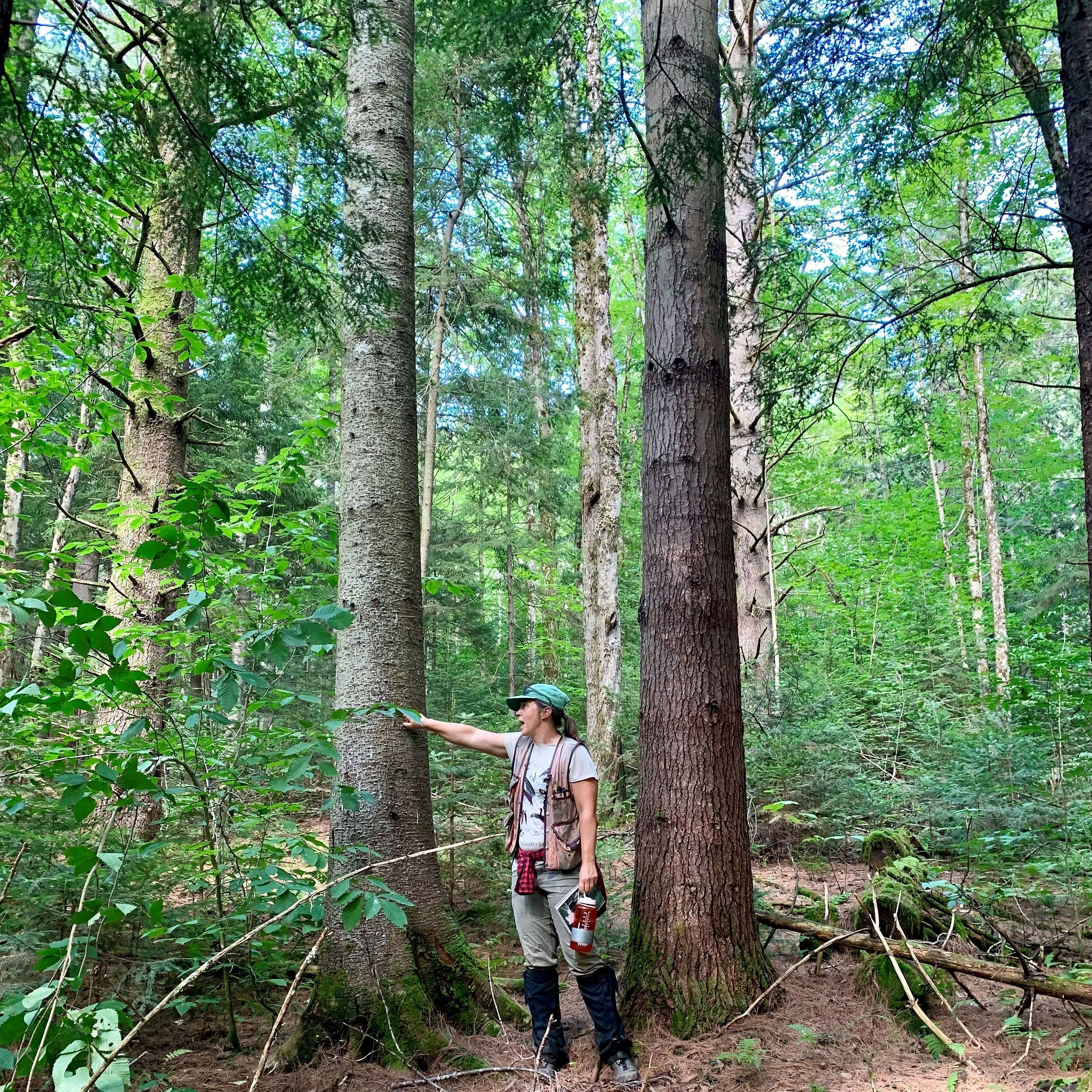 Leaves, Bark, and Beyond: A Tree Identification Walk