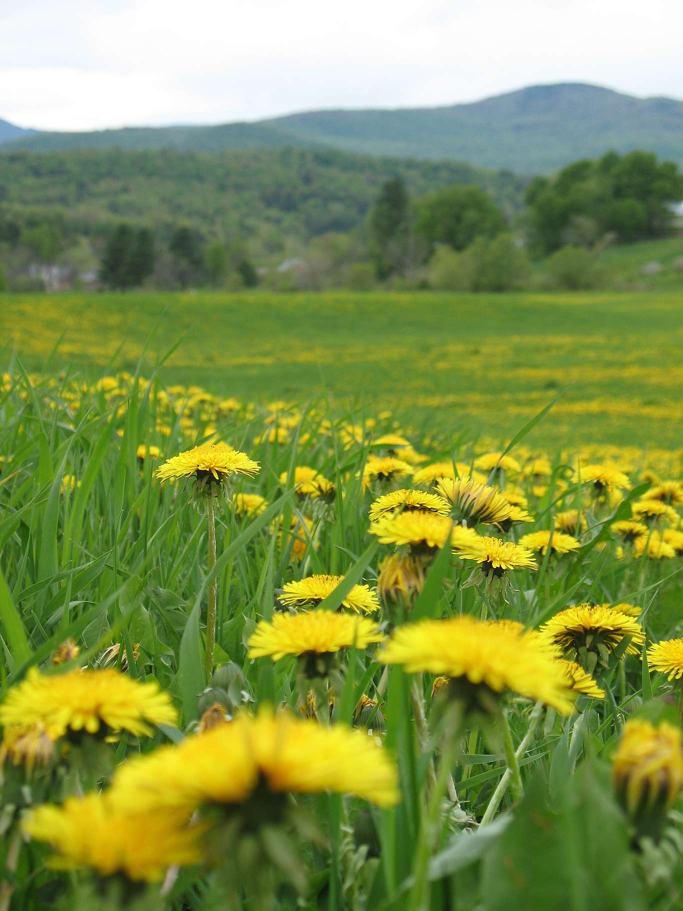 Dandelions in an open meadow