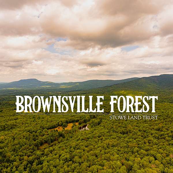 Stowe Land Trust Exceeds Brownsville Forest Campaign Goals Early