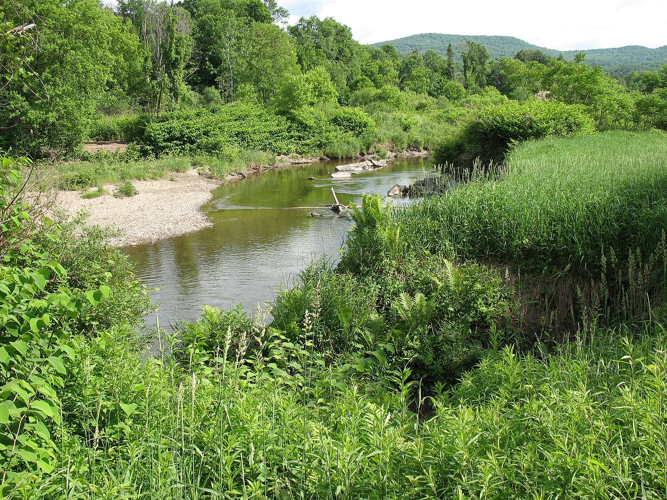 A small river in summer