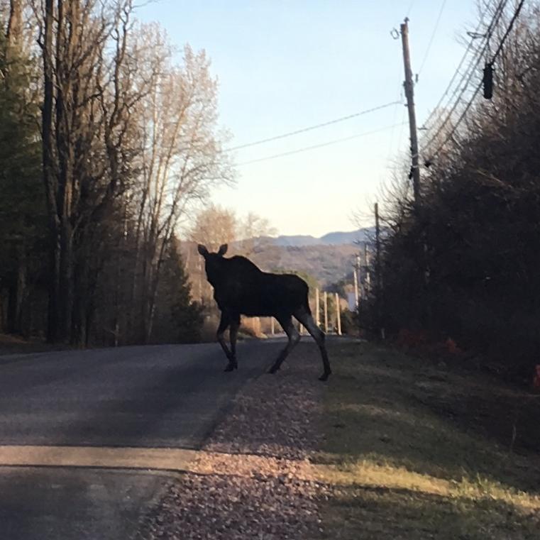 History, Status, and Research Efforts of Moose in Vermont Stowe Land Trust