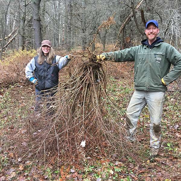 Tackling Invasive Barberry at Cady Hill Forest: Prickly, but Productive Work