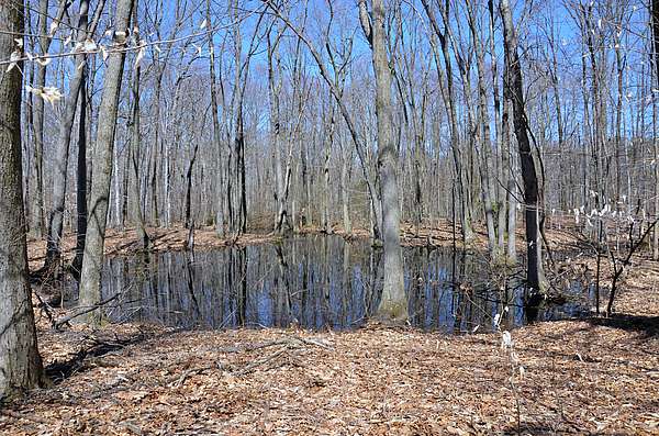 A vernal pool surrounded by typical New England upland forest. 