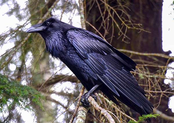 A Common Raven sits in on the branch of a softwood tree species.