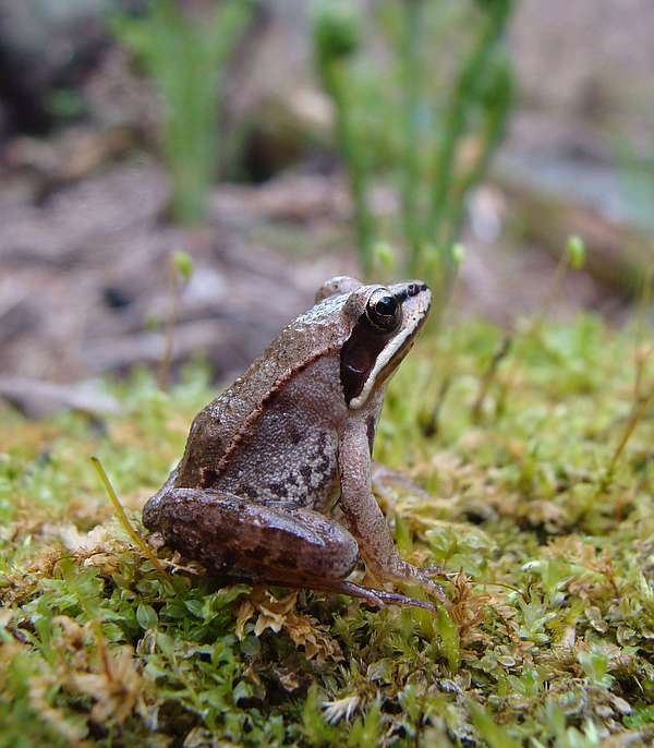 Wood frog sitting on moss in the woods. 