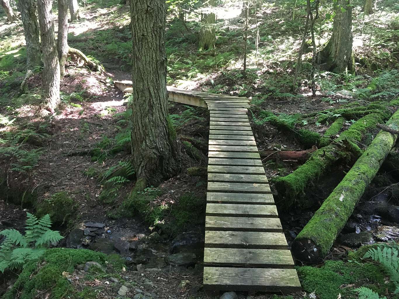 A small wooden bridge through the forest