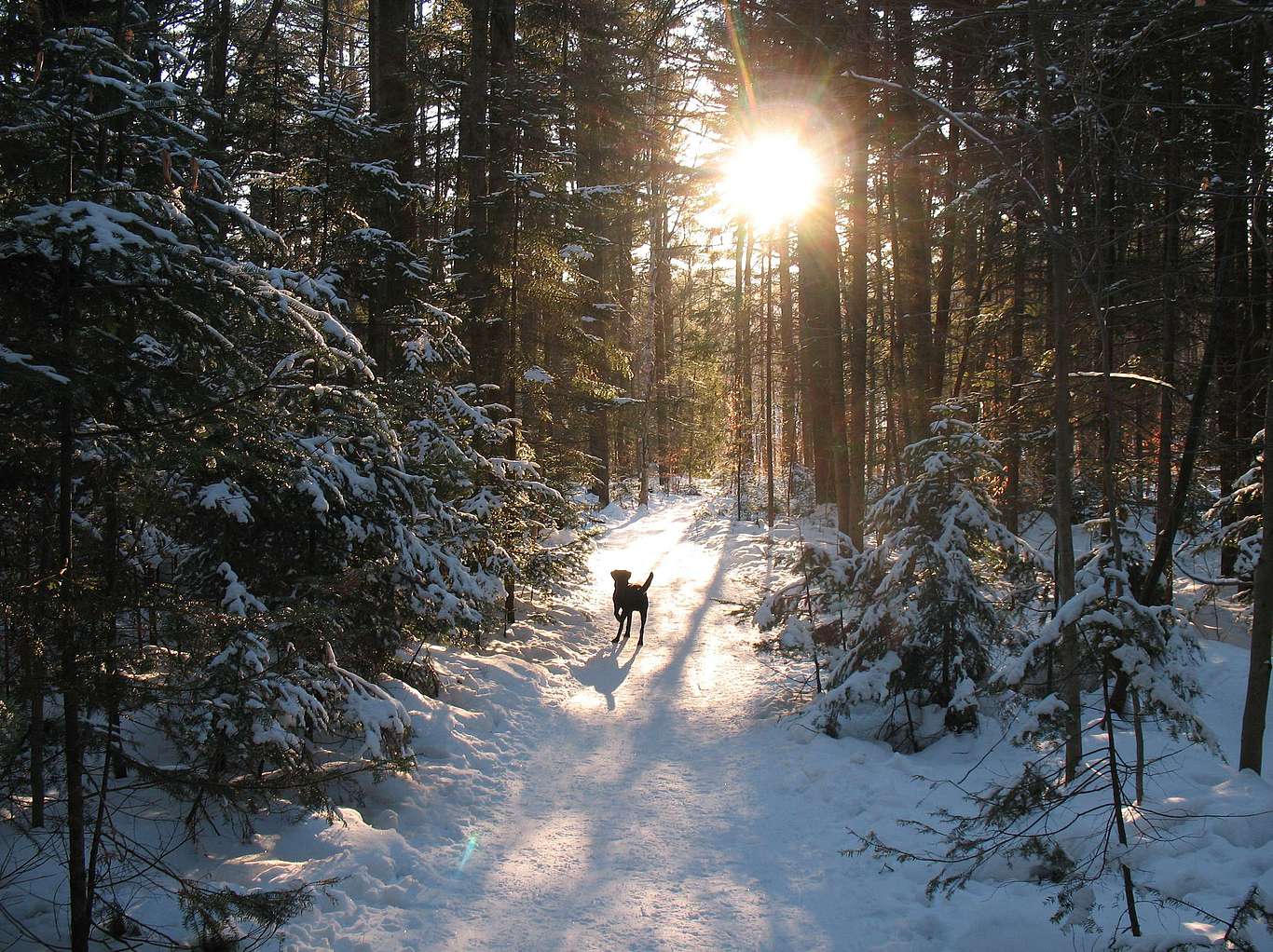 A dog on a snow-covered, forested trail