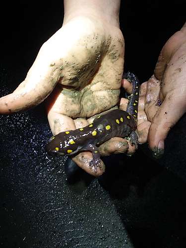 Amphibian Road Crossing Nights