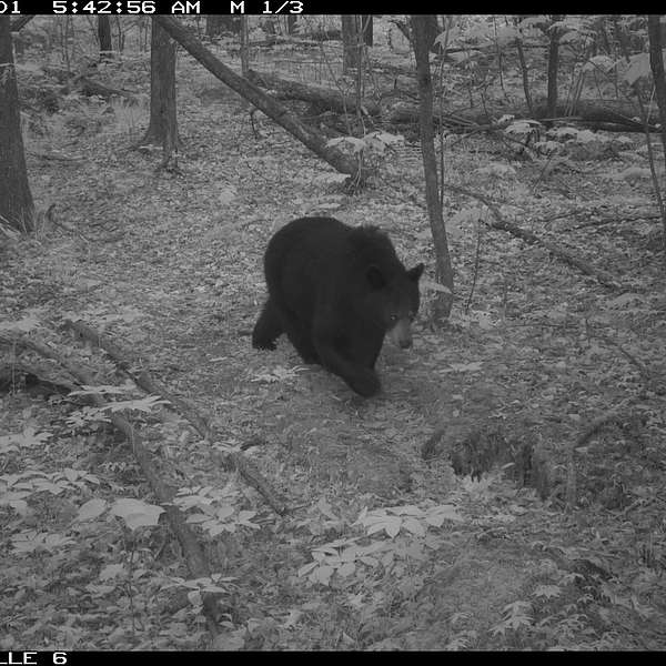 Waterbury: Land Critical to Wildlife Protected Through Partnership