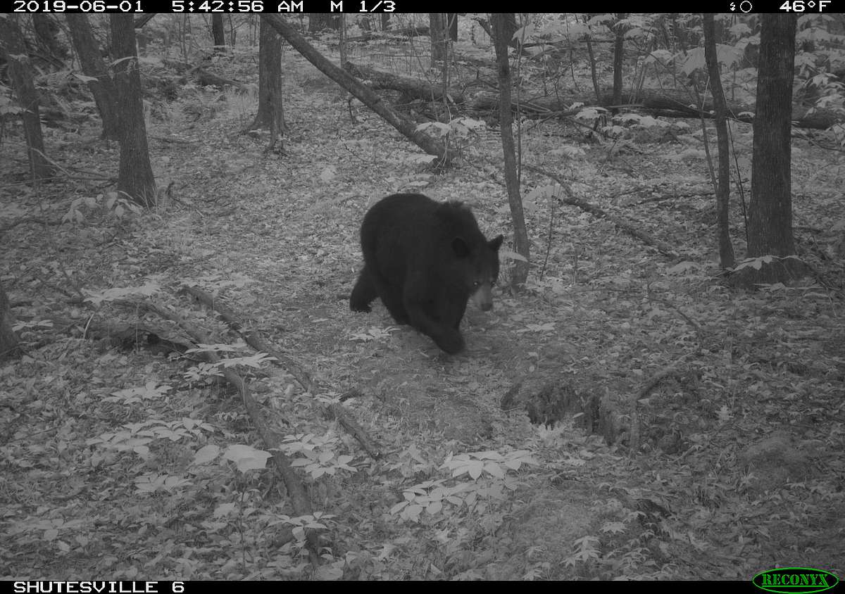 Waterbury Land Critical to Wildlife Protected Through Partnership