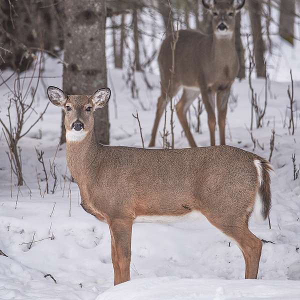 Healthy Deer and Healthy Forests