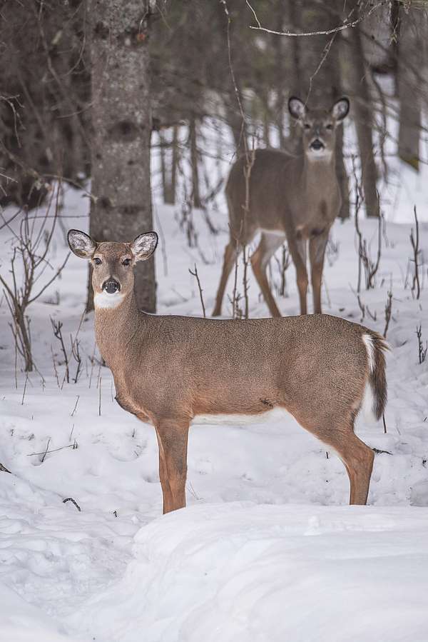 Two antlerless white-tailed deer look info the camera while standing in the snow, one in the foreground and one in the background.