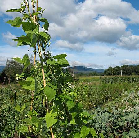 Link to properties open for community gardening