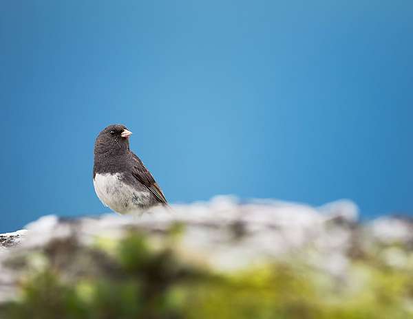 A close up photo showing the front of a dark-eyed junco, sitting on the rocky peak of Mount Mansfield on a clear sunny day. 