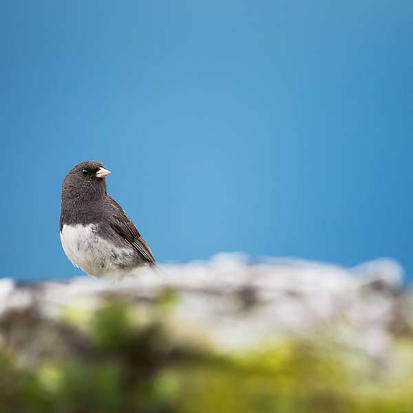A close up photo showing the front of a dark-eyed junco, sitting on the rocky peak of Mount Mansfield on a clear sunny day. 