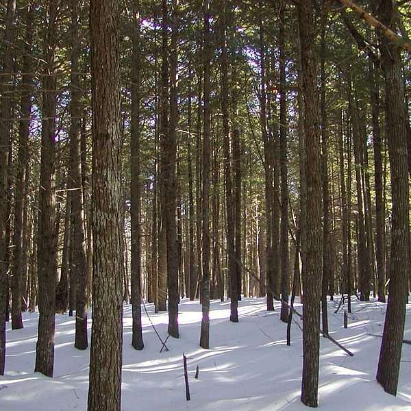 A dense stand of softwood trees on a sunny winter day.