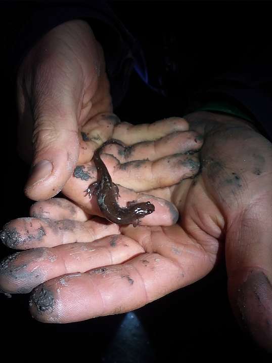 A photo of cupped hands holding a small lead-backed salamander at night, hands and salamander are light up by flashlight out of frame.
